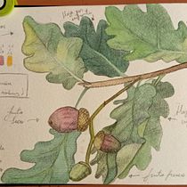 Diario botánico. Projekt z dziedziny Trad, c, jna ilustracja, Malowanie akwarelą, R, sunek botaniczn i Sketchbook użytkownika Nancy Luna - 07.11.2023