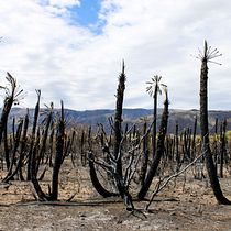 Lo que el Fuego nos dejó: Incendios en San Luis (Argentina) 2023 . Projekt z dziedziny Fotografia, Postprodukcja fotograficzna,  Fotografia plenerowa i Fotografia dokumentalna użytkownika Gustavo Löbbe - 12.09.2023