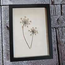 Mi proyecto del curso: Técnicas básicas de prensado botánico. Un proyecto de Artesanía, Bellas Artes, Collage, DIY, Diseño floral y vegetal de aiargazkiak - 14.11.2023