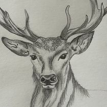 My project for course: Naturalistic Animal Drawing with Graphite Pencil. Traditional illustration, Pencil Drawing, Drawing, and Naturalistic Illustration project by igfaria - 11.15.2023