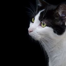 My cat 🐈 . Photograph, Digital Photograph, and Photographic Composition project by camille-coursez - 11.17.2023
