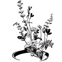 My project for course: Contemporary Botanical Illustration with Ink. Un projet de Illustration traditionnelle, Dessin artistique, Illustration botanique et Illustration à l'encre de Tim Hsieh - 19.11.2023
