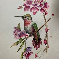 Mi proyecto del curso: Ilustración naturalista de aves con acuarela. Colibrí y Fuchsia magellanica (I). Ilustração tradicional, Pintura em aquarela, Desenho realista e Ilustração naturalista projeto de Rosa Yanira Mella Espinoza - 07.02.2024
