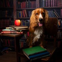 Meu projeto do curso: Introdução à fotografia de cachorros. Un projet de Photographie, Photographie de portrait, Photographie de studio, Photographie documentaire, Photographie lifest, le , et Photographie intérieure de Renata Sandres - 21.11.2023