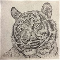 My project for course: Naturalistic Animal Drawing with Graphite Pencil. Traditional illustration, Pencil Drawing, Drawing, and Naturalistic Illustration project by Alan Gould - 11.21.2023
