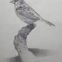 My project for course: Classical Oil Painting for Naturalist Bird Portraiture. Fine Arts, Painting, Oil Painting, and Naturalistic Illustration project by Marwan Gamal - 11.21.2023