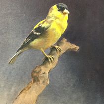 My two projects for course: Classical Oil Painting for Naturalist Bird Portraiture. Fine Arts, Painting, Oil Painting, and Naturalistic Illustration project by j_m_o - 11.23.2023