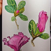 Mein Abschlussprojekt für den Kurs: Illustration einer naturwissenschaftlichen Zeitschrift. Projekt z dziedziny Trad, c, jna ilustracja, Malowanie akwarelą, R, sunek botaniczn i Sketchbook użytkownika Elena - 26.11.2023