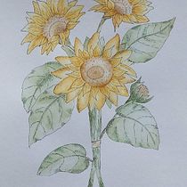 My project for course: Illustrating Nature with Watercolor and Pen. Traditional illustration, Fine Arts, Painting, Drawing, Watercolor Painting, and Botanical Illustration project by Piia-Liisa Koll - 11.27.2023
