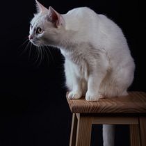 Mi proyecto del curso: Introducción a la fotografía de perros. Un projet de Photographie, Photographie de portrait, Photographie de studio, Photographie documentaire, Photographie lifest, le , et Photographie intérieure de guitart_fina - 28.11.2023