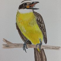 Mi proyecto del curso: Ilustración naturalista de aves con acuarela. Ilustração tradicional, Pintura em aquarela, Desenho realista e Ilustração naturalista projeto de Carolina Cáneppa - 02.12.2023