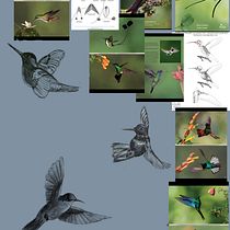 My project for course: Naturalist Animal Illustration with Procreate: Trochilidae Ein Projekt aus dem Bereich Traditionelle Illustration, Digitale Illustration, Realistische Zeichnung und Naturalistische Illustration von Cher Cowan - 04.12.2023