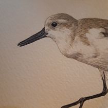 My project for course: Naturalist Bird Illustration with Watercolors. Ilustração tradicional, Pintura em aquarela, Desenho realista e Ilustração naturalista projeto de emmadhoore - 11.12.2023