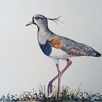 Mi proyecto del curso: Ilustración naturalista de aves con acuarela. Ilustração tradicional, Pintura em aquarela, Desenho realista e Ilustração naturalista projeto de Juan Toledo Toledo - 12.12.2023