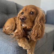 Mi proyecto del curso: Fotografía lifestyle de perros. Un projet de Photographie, Photographie de portrait, Photographie pour Instagram, Photographie documentaire, Photographie lifest , et le de 26x9tqgv75 - 12.12.2023