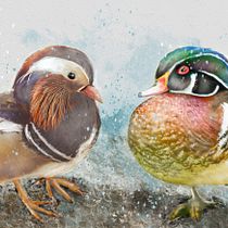 My project for course: Artistic Watercolor Techniques for Illustrating Birds. Traditional illustration, Watercolor Painting, Realistic Drawing, and Naturalistic Illustration project by sharonrevans - 12.13.2023