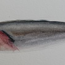 Mi proyecto del curso: Ilustración de universos marinos en acuarela. Un projet de Illustration traditionnelle, Peinture, Aquarelle et Illustration naturaliste de Ana Roman Puertollano - 16.12.2023