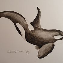 My project for course: Naturalist Illustration Techniques: Whales in Watercolor. Un progetto di Belle arti, Pittura, Pittura ad acquerello e Illustrazione naturalistica di Kate P - 13.12.2023
