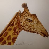 Mi proyecto del curso: Ilustración realista en acuarela de la vida salvaje. Un proyecto de Bellas Artes, Pintura, Pintura a la acuarela e Ilustración naturalista				 de Paula FERREYRA - 21.12.2023
