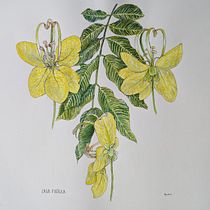 My project for course: Realistic Botanical Illustration: Escape to Nature. Painting, Watercolor Painting, Botanical Illustration, and Naturalistic Illustration project by Kaveri Mehrotra - 12.21.2023