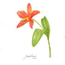 Meu projeto do curso: Aquarela botânica: ilustre a anatomia das flores. Un progetto di Illustrazione tradizionale, Belle arti, Pittura, Disegno, Pittura ad acquerello e Illustrazione botanica di Nayara Fernanda de Queiroz Ramos - 22.12.2023