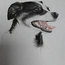 My project for course: Pet Portraits in Colored Pencils. Traditional illustration, Naturalistic Illustration, and Drawing project by Pavla Hranova - 12.23.2023