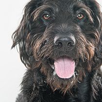 Final Project: Intro to Dog Photography. Un projet de Photographie, Photographie de portrait , et Photographie de studio de jason - 29.12.2023