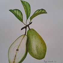 My project for course: Realistic Botanical Illustration: Escape to Nature. Painting, Watercolor Painting, Botanical Illustration, and Naturalistic Illustration project by Karen Murdoch - 01.03.2024