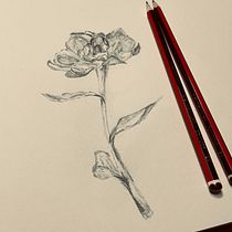 My project for course: Contemporary Botanical Illustration with Ink. Un projet de Illustration traditionnelle, Dessin artistique, Illustration botanique et Illustration à l'encre de Wendy Violet Sinden - 06.01.2024