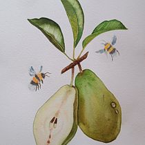 Il mio progetto del corso: Illustrazione botanica realistica: fuggi nella natura. Painting, Watercolor Painting, Botanical Illustration, and Naturalistic Illustration project by Benedetta Donati - 01.06.2024