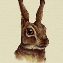 Mi proyecto del curso: Ilustración naturalista de animales con Procreate Ein Projekt aus dem Bereich Traditionelle Illustration, Digitale Illustration, Realistische Zeichnung und Naturalistische Illustration von marialebedoyac - 06.01.2024