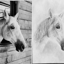 My project for course: Realistic Wildlife Images in Graphite Pencil. Un projet de Beaux Arts, Dessin au cra, on, Dessin, Dessin réaliste et Illustration naturaliste de Zoe Pasca - 06.01.2024