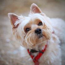 Mi proyecto del curso: Fotografía lifestyle de perros. Un projet de Photographie, Photographie de portrait, Photographie pour Instagram, Photographie documentaire, Photographie lifest, le , et Photographie artistique de Sergi Sardà Peñalosa - 07.01.2024