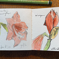 My project for course: Botanical Watercolor Sketchbook. Projekt z dziedziny Trad, c, jna ilustracja, Malowanie akwarelą, R, sunek botaniczn i Sketchbook użytkownika kcizek - 07.01.2024