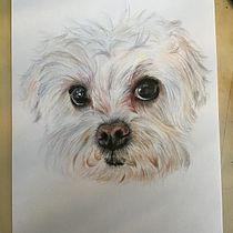 Mon projet du cours : Portraits d'animaux de compagnie aux crayons de couleur. Traditional illustration, and Naturalistic Illustration project by Julie Philip - 01.08.2024