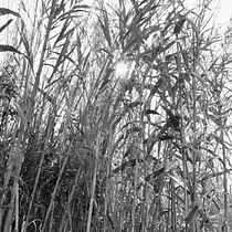 Mi proyecto del curso: Introducción a la fotografía digital en modo manual. Un projet de Photographie, Photographie numérique , et Composition photographique de Angels Castell - 10.01.2024