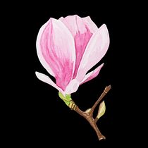 Mój projekt z kursu: Ilustracja botaniczna akwarelą. Traditional illustration, Fine Arts, Painting, Drawing, Watercolor Painting, and Botanical Illustration project by pracownia_5 - 01.11.2024