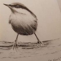 My project for course: Artistic Watercolor Techniques for Illustrating Birds. Traditional illustration, Watercolor Painting, Realistic Drawing, and Naturalistic Illustration project by Caroline Mann - 01.16.2024