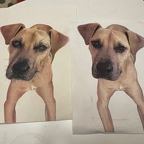 My project for course: Pet Portraits in Colored Pencils. Traditional illustration, and Naturalistic Illustration project by Naomi Kotkins - 01.13.2024
