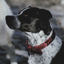 My project for course: Lifestyle Dog Photography. Un projet de Photographie, Photographie de portrait, Photographie pour Instagram, Photographie documentaire, Photographie lifest , et le de nereasierragonzalez29 - 18.01.2024