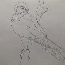 Mein Abschlussprojekt für den Kurs: Naturalistische Aquarellillustration von Vögeln. Ilustração tradicional, Pintura em aquarela, Desenho realista e Ilustração naturalista projeto de nahrstedt - 21.01.2024