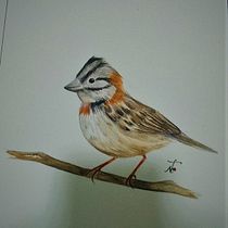 Mi proyecto del curso: Ilustración naturalista de aves con acuarela- Copeton. Ilustração tradicional, Pintura em aquarela, Desenho realista e Ilustração naturalista projeto de nicol24murcia - 19.01.2024