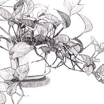 My project for course: Botanical Illustration: From Notebook to Print. Traditional illustration, Sketching, Drawing, Botanical Illustration, Sketchbook & Ink Illustration project by Bito Đặng - 01.26.2024