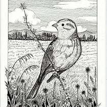 Il mio progetto del corso: Illustrazione con inchiostro e pennino: rappresenta la natura. Projekt z dziedziny Sketching,  R, sunek,  R, sunek art, st, czn, Sketchbook,  R, sunek atramentem, Ilustracja naturalist i czna użytkownika Anna Lussignoli - 27.01.2024