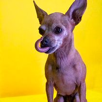 Mi proyecto del curso: Introducción a la fotografía de perros. Un projet de Photographie, Photographie de portrait, Photographie de studio, Photographie documentaire, Photographie lifest, le , et Photographie intérieure de alexeyarias - 30.01.2024