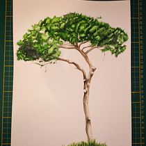 Il mio progetto del corso: Pittura ad acquerello: esplora le tecniche del pennello asciutto. Fine Arts, Painting, Drawing, Watercolor Painting, Botanical Illustration, and Naturalistic Illustration project by Marzia Rizzi - 01.30.2024