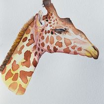 My project for course: Watercolor Illustration: Painting Realistic Wildlife. Een project van  Beeldende kunst, Schilderij, Aquarelschilderen y Naturalistische illustratie van jmcneely0319 - 30.01.2024