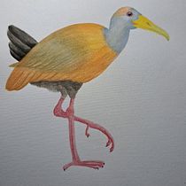 Mi proyecto del curso: Ilustración naturalista de aves con acuarela, Aramides. Ilustração tradicional, Pintura em aquarela, Desenho realista e Ilustração naturalista projeto de Daniela Gonzalez - 01.02.2024