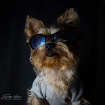 Mi proyecto del curso: Introducción a la fotografía de perros. Un projet de Photographie, Photographie de portrait, Photographie de studio, Photographie documentaire, Photographie lifest, le , et Photographie intérieure de Sergio Alejandro Vargas Pinzón - 03.02.2024