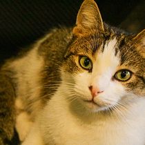 My project for course: Lifestyle and Travel Photography. Un proyecto de Fotografía, Fotografía en exteriores, Fotografía Lifest y le de Turcu Cristina-Tereza - 04.02.2024